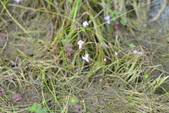 Utricularia resupinata