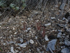 Aphyllon fasciculatum