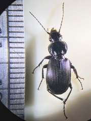 Pterostichus aethiops