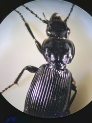 Pterostichus aethiops