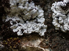 Toninia candida