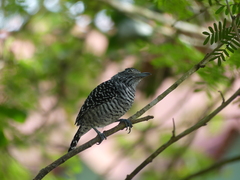 Thamnophilus doliatus