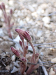 Aphyllon fasciculatum