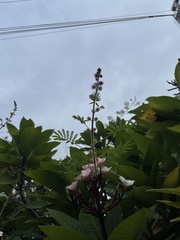 Mimosa diplotricha