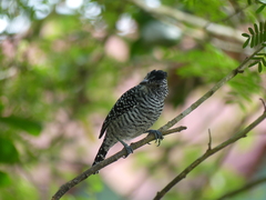 Thamnophilus doliatus