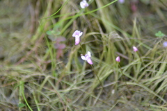 Utricularia resupinata