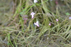 Utricularia resupinata