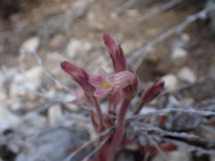 Aphyllon fasciculatum