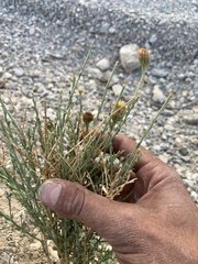 Adenophyllum cooperi