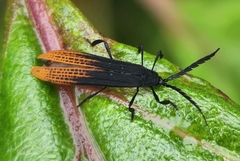 Lycidae