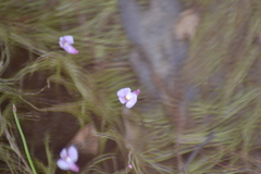 Utricularia resupinata