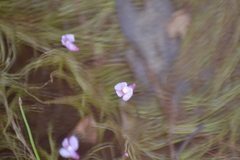 Utricularia resupinata