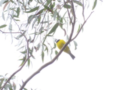 Pachycephala fuliginosa