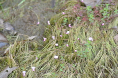 Utricularia resupinata