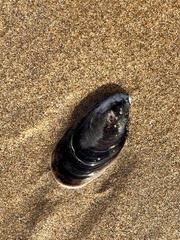 Mytilus galloprovincialis