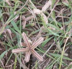 Dactyloctenium aegyptium