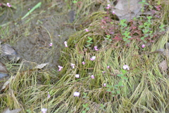 Utricularia resupinata