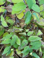 Symphoricarpos occidentalis