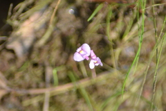 Utricularia resupinata