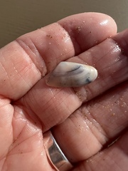 Tellinoidea