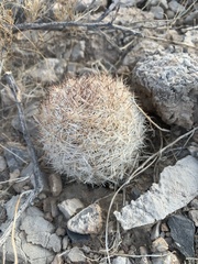 Escobaria chlorantha