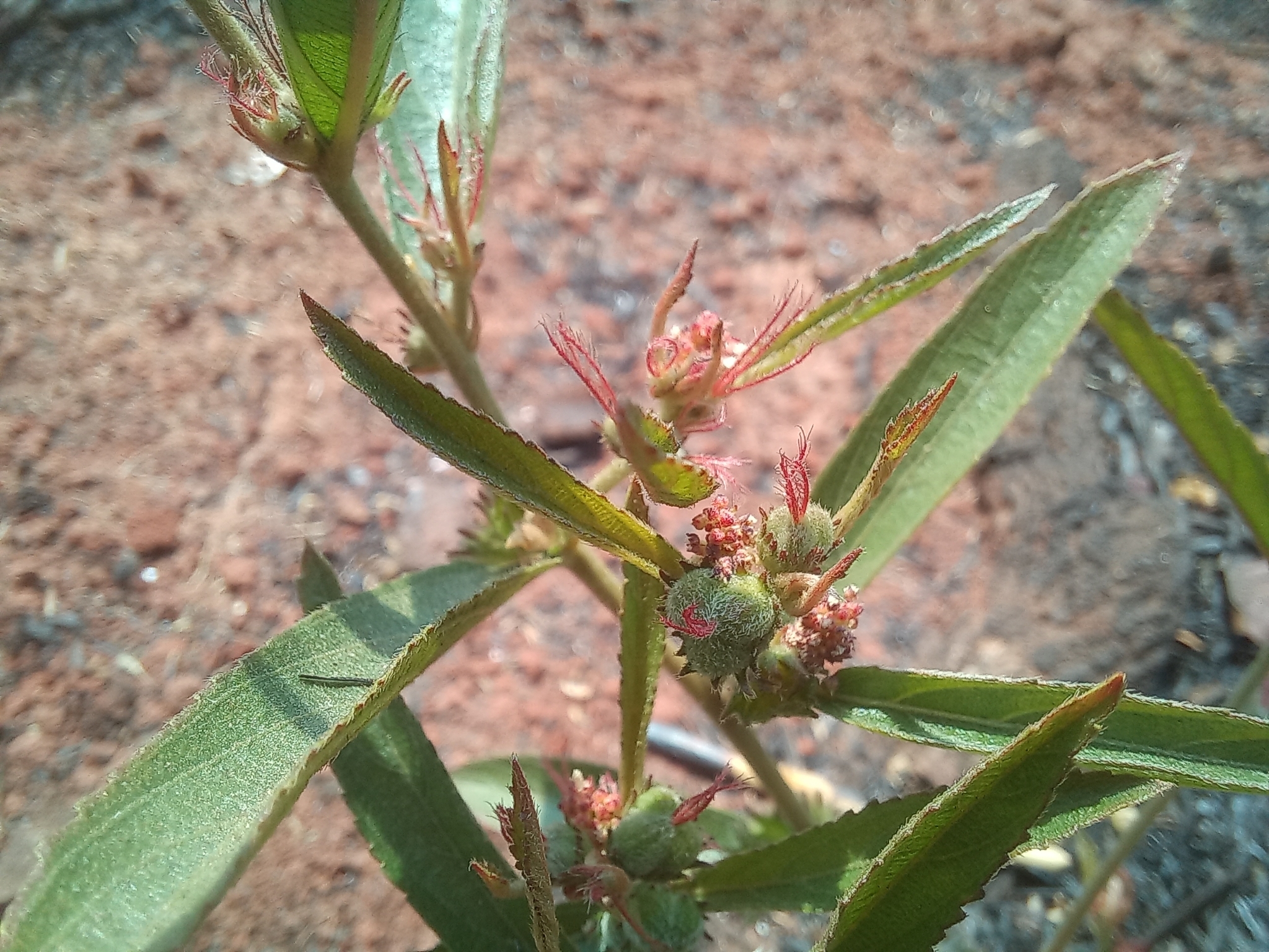 Acalypha ambigua Pax