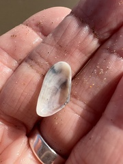Tellinoidea