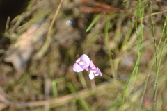Utricularia resupinata