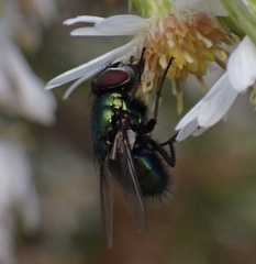Lucilia sericata