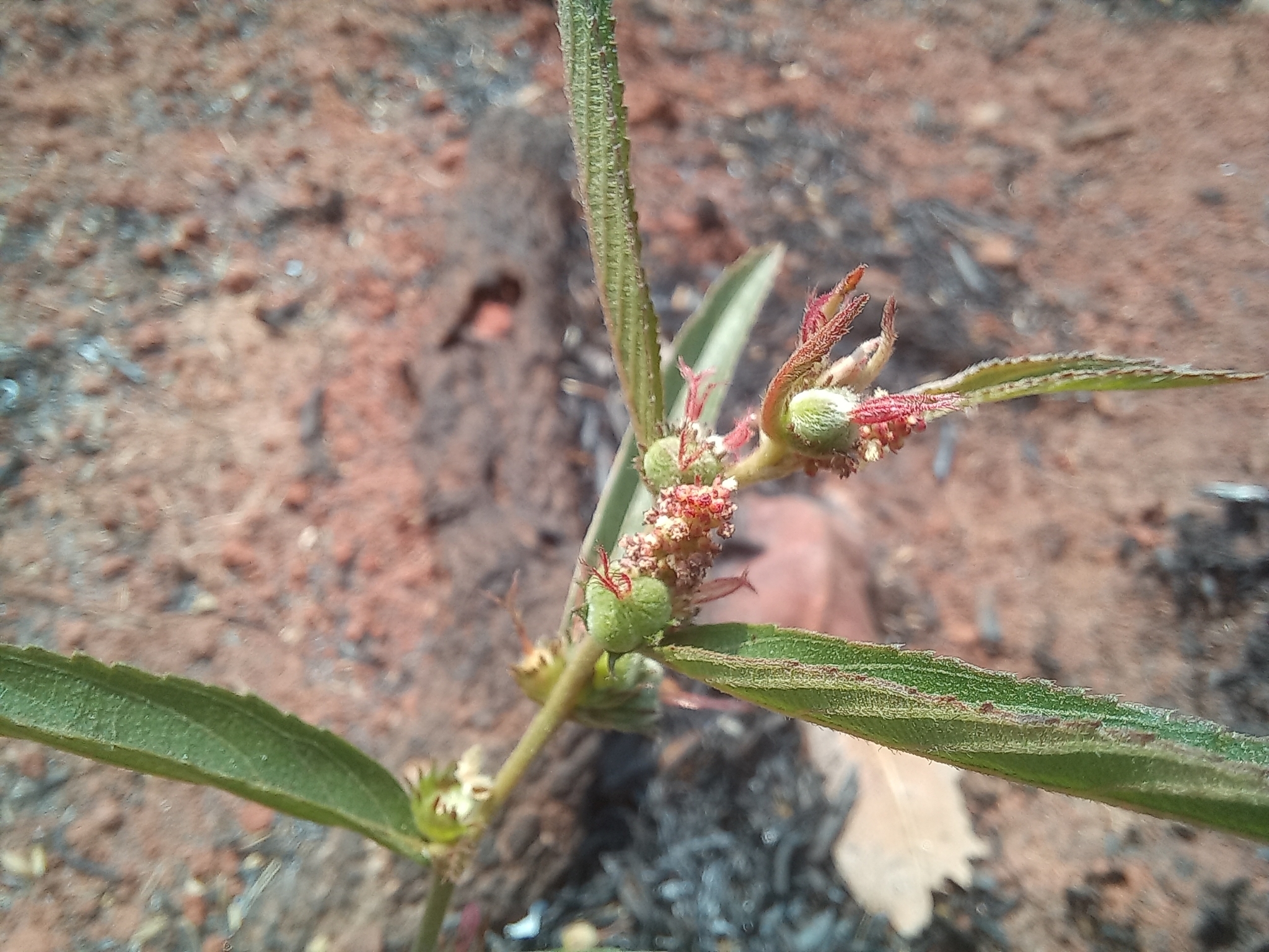Acalypha ambigua Pax 2