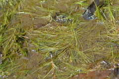 Utricularia resupinata