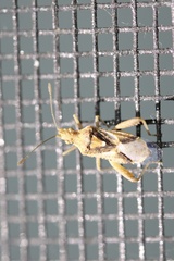 Harmostes reflexulus