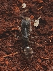 Ponerinae