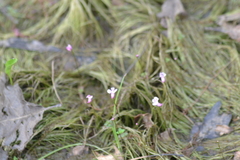 Utricularia resupinata
