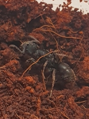Ponerinae
