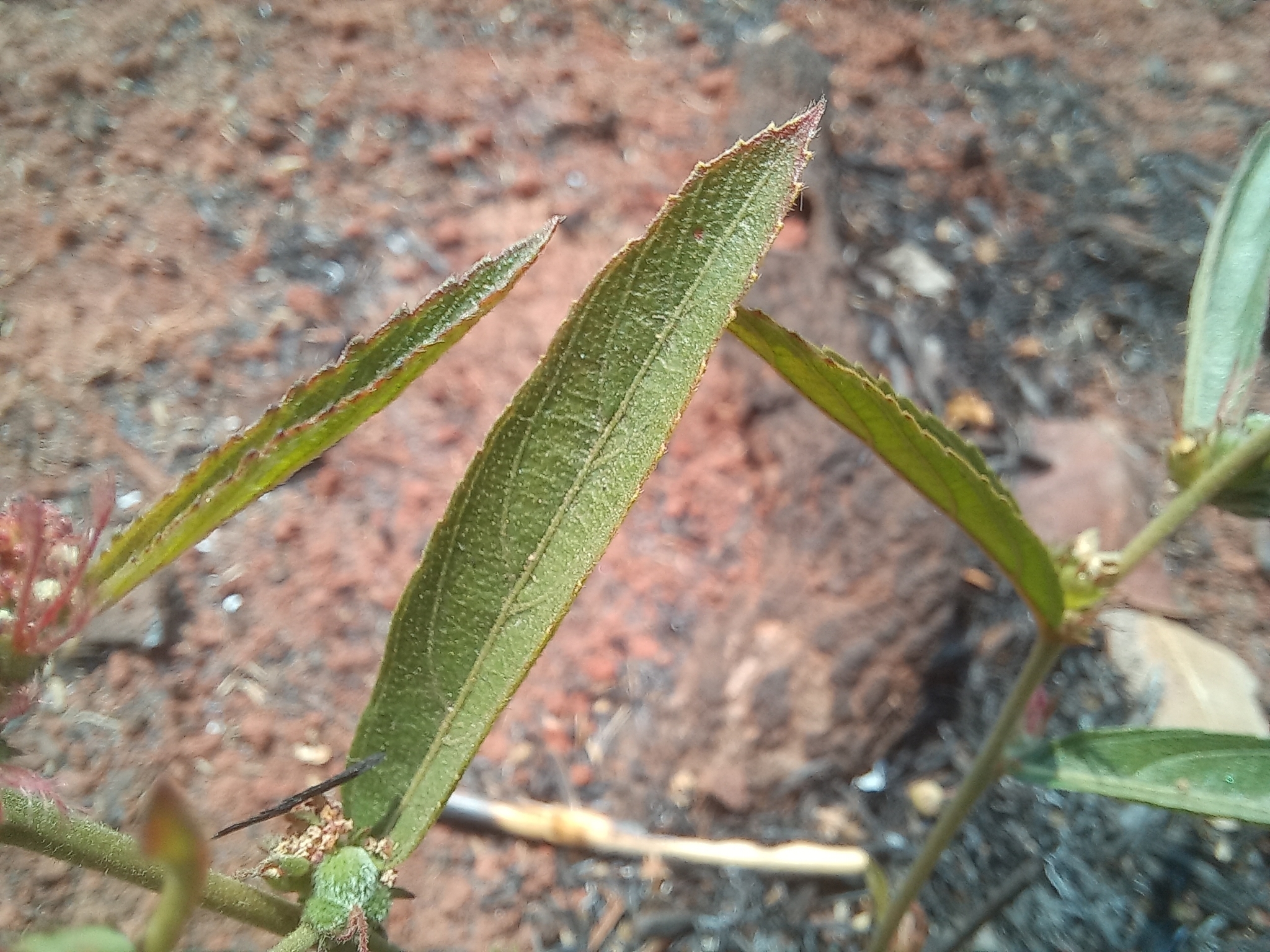 Acalypha ambigua Pax 4