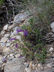 Penstemon fruticosus