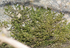 Porella platyphylla