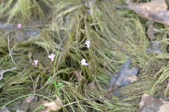 Utricularia resupinata