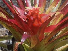 Tillandsia imperialis