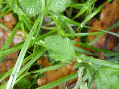 Geum