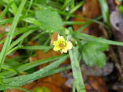 Geum