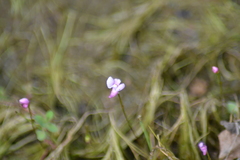 Utricularia resupinata
