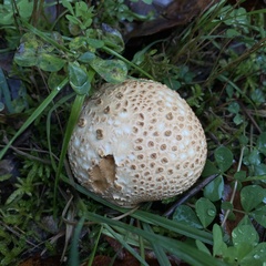 Scleroderma citrinum