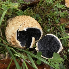 Scleroderma citrinum