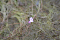 Utricularia resupinata