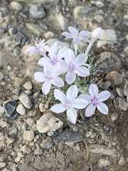 Langloisia setosissima