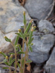 Mentzelia dispersa