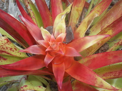 Tillandsia imperialis