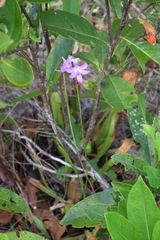 Calopogon tuberosus tuberosus